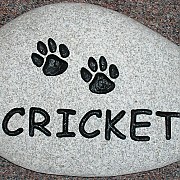 Cricket Pet