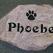 Phoebe Pet